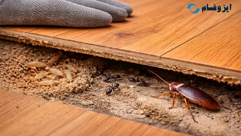 حشرات زیر پارکت
