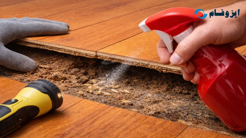 آیا پارکت حشره می زند