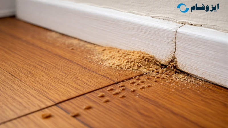 حشرات پارکت